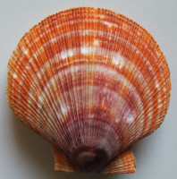 Chlamys islandica Müller, O.F., 1776 GIANT